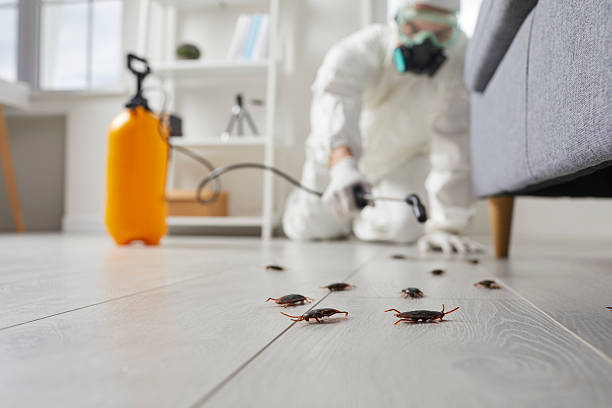 Commercial Rodent Management in Galveston